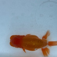 極上らんちゅうの画像