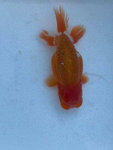 極上らんちゅう