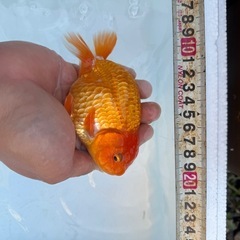 極上らんちゅうの画像