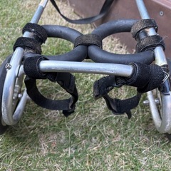 犬用車イスの画像