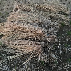 古代米の藁
の画像