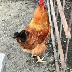 鶏　雄鶏  1匹　コケコッコー鳴きます
