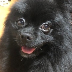 7歳のポメラニアン