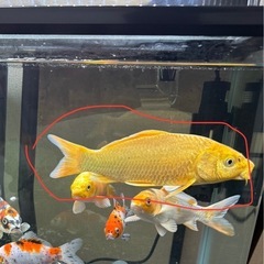 錦鯉 山吹黄金の画像