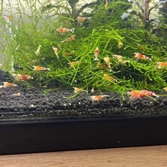 レッドビーシュリンプファンシー
