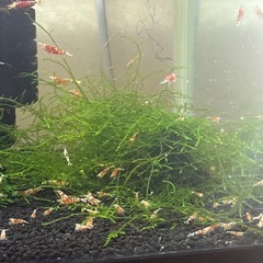 レッドビーシュリンプファンシー
の画像