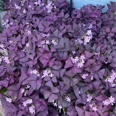 オキザリス トリアングラリス②紫の舞　の画像