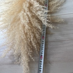 パンパスグラス　3本セットの画像