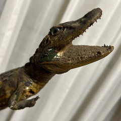 希少　ワニ剥製　全長54cmの画像