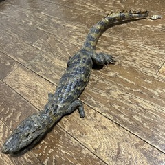 希少　ワニ剥製　全長54cmの画像