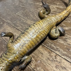 希少　ワニ剥製　全長54cmの画像
