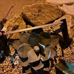 パリートランカータ　アガベの画像