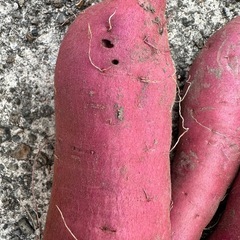 紫芋　パープルスイートロードの画像