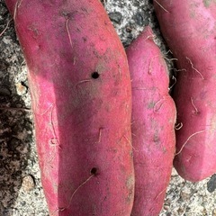 紫芋　パープルスイートロードの画像