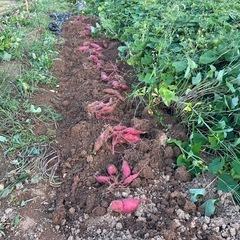 紫芋　パープルスイートロードの画像