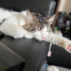 ノルウェージャン♂と黒猫♀