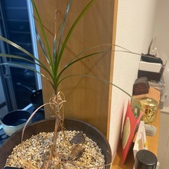绿植の画像