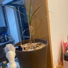 绿植の画像