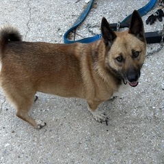 里親探してます　成犬　年齢不明　人懐っこいMIX犬です。