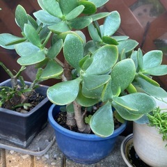 金のなる木の画像