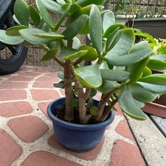 金のなる木の画像