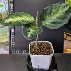 観葉植物 アグラオネマ ピクタム トリカラー 2025/08_Cの画像