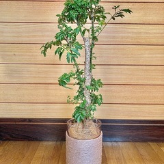 観葉植物　ポリシャスとガラス製鉢カバーの画像