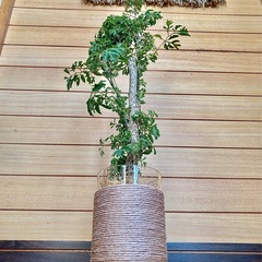 観葉植物　ポリシャスとガラス製鉢カバーの画像