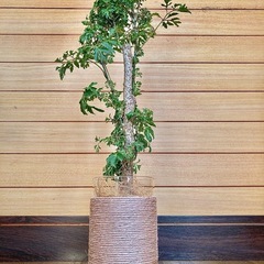 観葉植物　ポリシャスとガラス製鉢カバー