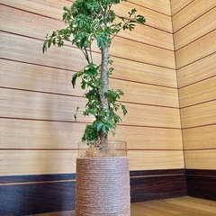 観葉植物　ポリシャスとガラス製鉢カバーの画像