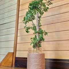 観葉植物　ポリシャスとガラス製鉢カバーの画像
