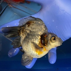 キャリコ玉サバの画像