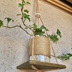 観葉植物　へデラ(イングリッシュアイビー)と木製ハンガーの画像