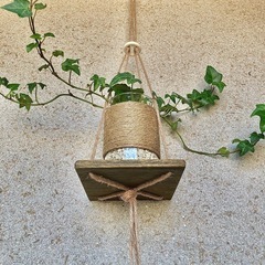 観葉植物　へデラ(イングリッシュアイビー)と木製ハンガーの画像