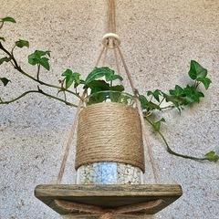 観葉植物　へデラ(イングリッシュアイビー)と木製ハンガーの画像
