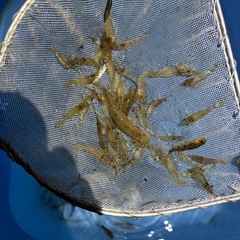 スジエビ、テナガエビの画像