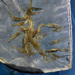 スジエビ、テナガエビの画像