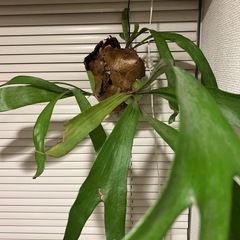 【観葉植物 コウモリラン】maxお値引き❗️癒しと浄化・守りのグリーン【2株セット】の画像