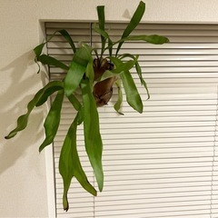 【観葉植物 コウモリラン】maxお値引き❗️癒しと浄化・守りのグリーン【2株セット】の画像