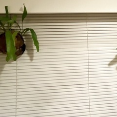 【観葉植物 コウモリラン】maxお値引き❗️癒しと浄化・守りのグリーン【2株セット】の画像