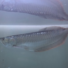 アロワナの画像