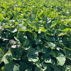 さつまいも‼️　無農薬、有機栽培の画像