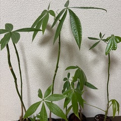 観葉植物　パキラ　まとめ売りの画像