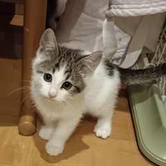 子猫ちゃんの里親募集