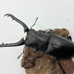 ギラファノコギリクワガタ　成虫ぺペア