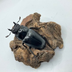 ギラファノコギリクワガタ　成虫ぺペアの画像