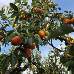 山梨県産百目柿　1個売りの画像