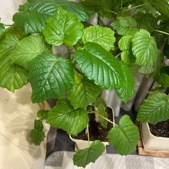 観葉植物　ウンベラータ　120cm 幸福の木の画像