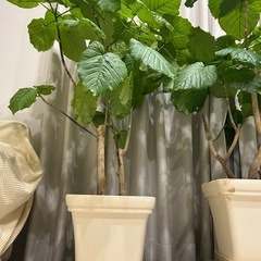 観葉植物　ウンベラータ　120cm 幸福の木の画像