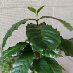 観葉植物☆とにかく育てやすい☆アロマティカスとコーヒの木セットでの画像